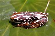 Frosch.JPG (4882 bytes)