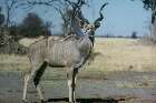 Kudu Bulle.JPG (3183 bytes)